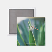 Dragonfly Magneet (Voorkant / Achterkant)