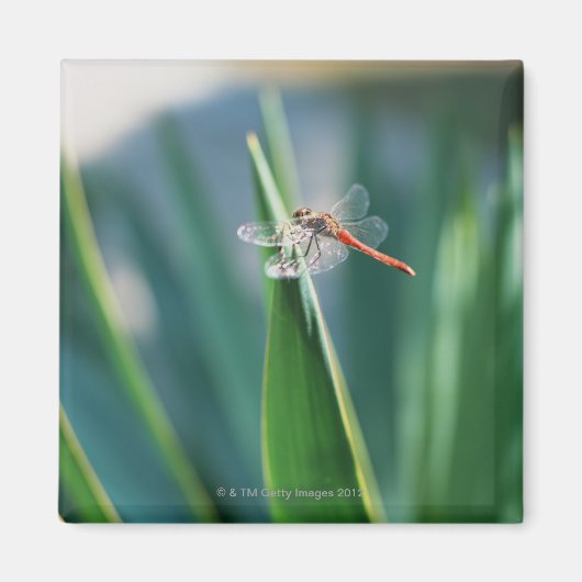 Dragonfly Magneet (Voorkant)