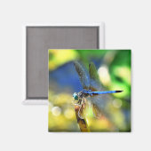 Dragonfly Magnet (Voorkant / Achterkant)