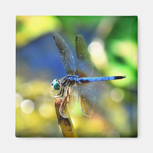 Dragonfly Magnet (Voorkant)