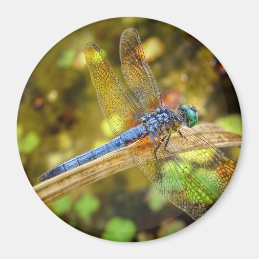 Dragonfly Magnet (Voorkant)