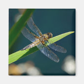 Dragonfly Magnet (Voorkant)