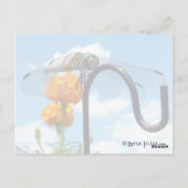 Dragonfly Marigold Sky Foto Briefkaart (Achterkant)