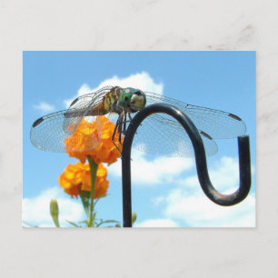 Dragonfly Marigold Sky Foto Briefkaart