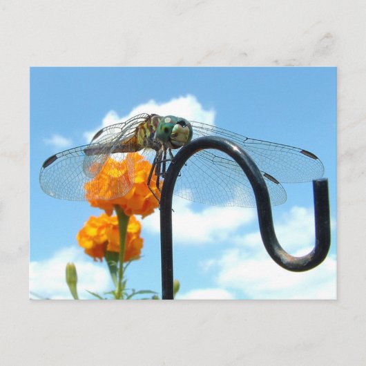 Dragonfly Marigold Sky Foto Briefkaart (Voorkant)