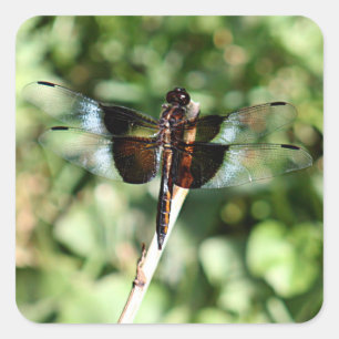 Dragonfly met dubbele vleugels vierkante sticker