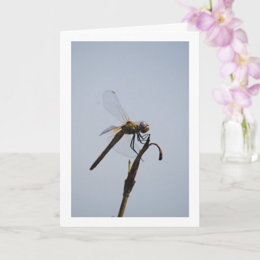 Dragonfly met rietstok kaart (Orchidee)