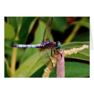 Dragonfly met witte bloemen