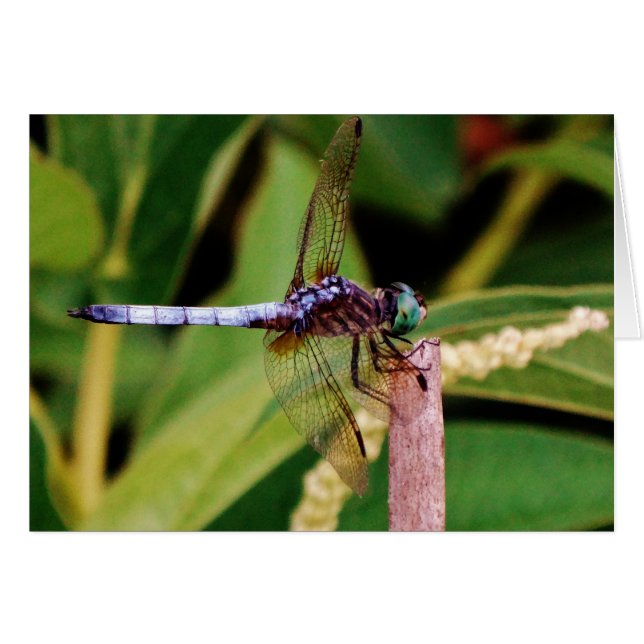 Dragonfly met witte bloemen (Voorkant Horizontaal)