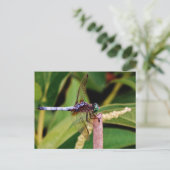 Dragonfly met witte bloemen briefkaart (Staand voorkant)