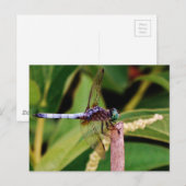 Dragonfly met witte bloemen briefkaart (Voorkant / Achterkant)