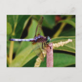 Dragonfly met witte bloemen briefkaart (Voorkant)