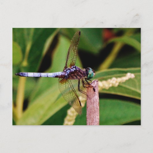 Dragonfly met witte bloemen briefkaart (Voorkant)