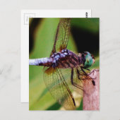 Dragonfly met witte bloemen briefkaart (Voorkant / Achterkant)