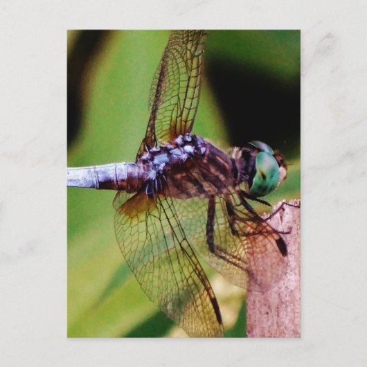 Dragonfly met witte bloemen briefkaart (Voorkant)