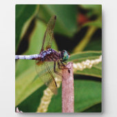 Dragonfly met witte bloemen fotoplaat (Voorkant)