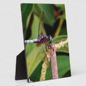 Dragonfly met witte bloemen fotoplaat (Zijkant)