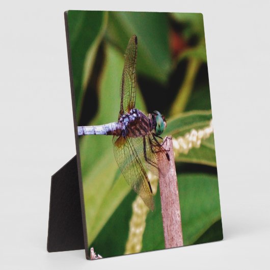 Dragonfly met witte bloemen fotoplaat (Zijkant)