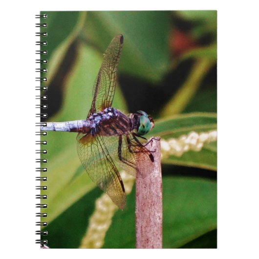 Dragonfly met witte bloemen notitieboek (Voorkant)
