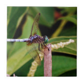 Dragonfly met witte bloemen tegeltje (Voorkant)