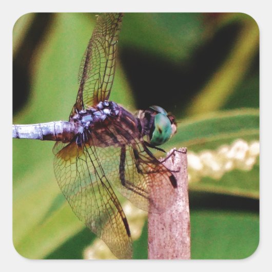 Dragonfly met witte bloemen vierkante sticker (Voorkant)
