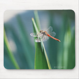 Dragonfly Muismat