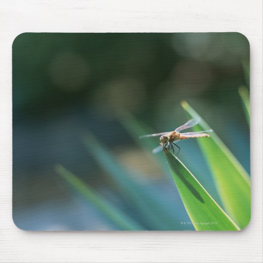 Dragonfly Muismat (Voorkant)