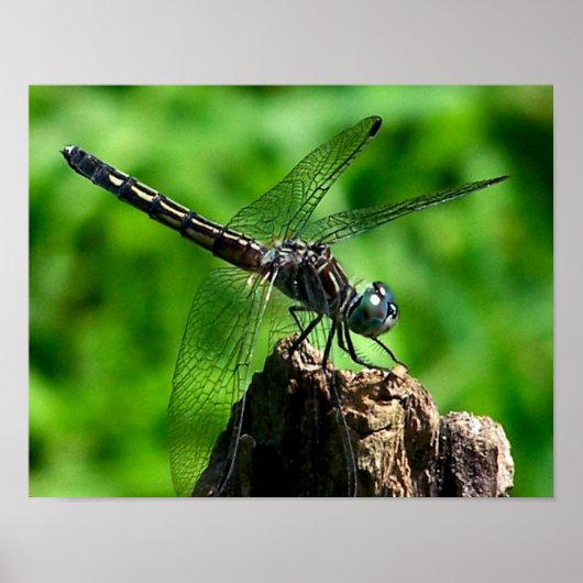 Dragonfly Natuur sluiten Poster (Voorkant)