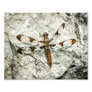 Dragonfly-Natuur snijdt Foto Afdruk