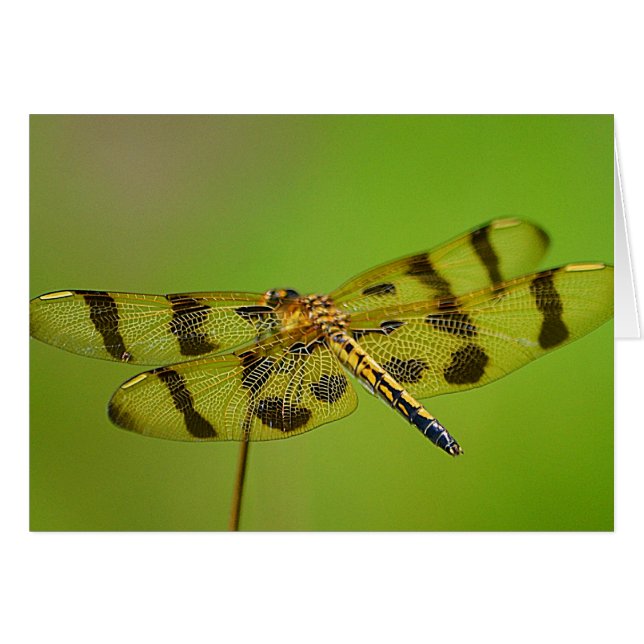 Dragonfly Notecard (Voorkant Horizontaal)