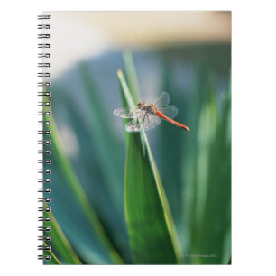 Dragonfly Notitieboek