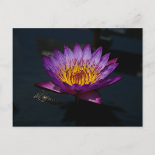 Dragonfly Nymph Lotus Briefkaart