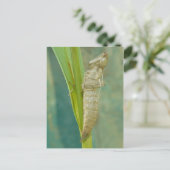 Dragonfly Nymph Shell Briefkaart. Briefkaart (Staand voorkant)