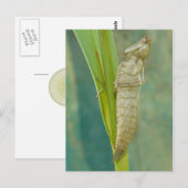 Dragonfly Nymph Shell Briefkaart. Briefkaart (Voorkant / Achterkant)