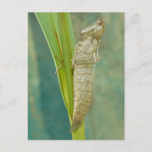 Dragonfly Nymph Shell Briefkaart. Briefkaart (Voorkant)