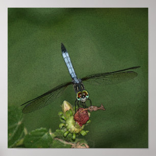 Dragonfly on Flower Photo Art Print