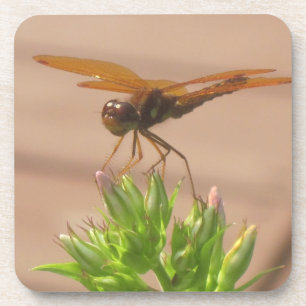 Dragonfly-Onderzetter Onderzetter