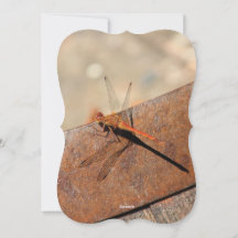 Dragonfly ontwerp met bruin