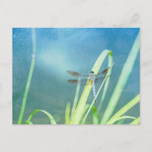 Dragonfly op blauw briefkaart