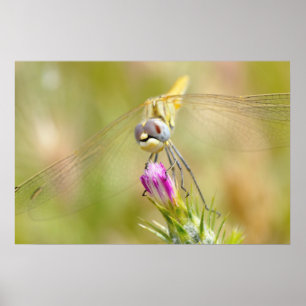 Dragonfly op bloem poster