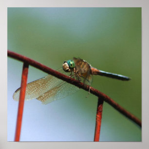 Dragonfly op draadhek dicht poster