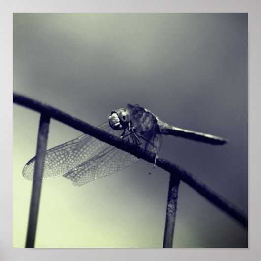Dragonfly op draadhek in zwart-wit poster (Voorkant)