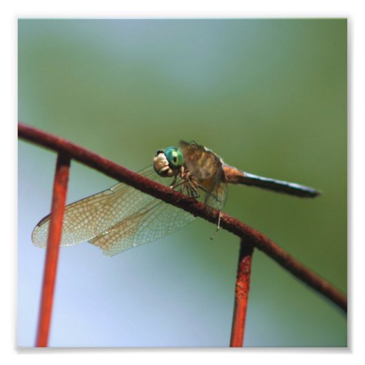 Dragonfly op draadhek sluit 8x8 foto afdruk (Voorkant)