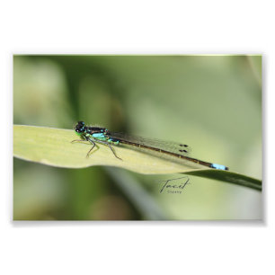 Dragonfly op een blad Foto afdrukken