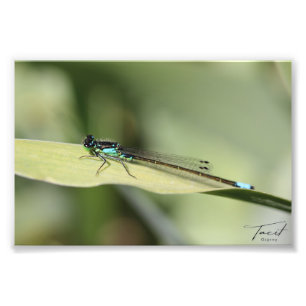 Dragonfly op een blad Foto afdrukken