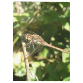 Dragonfly op een Twig-klembord Klembord (Achterkant)
