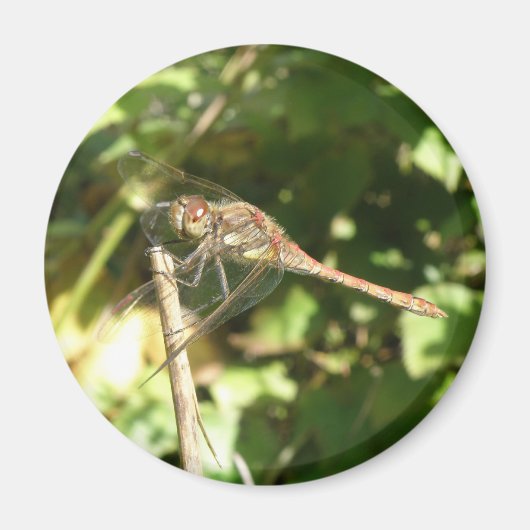 Dragonfly op een Twig Magnet (Voorkant)