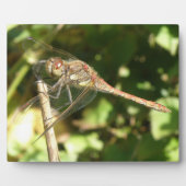 Dragonfly op een Twig Plaque Fotoplaat (Voorkant)