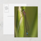 Dragonfly op gekwelde iris briefkaart (Voorkant / Achterkant)