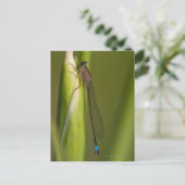 Dragonfly op gekwelde iris briefkaart (Staand voorkant)
